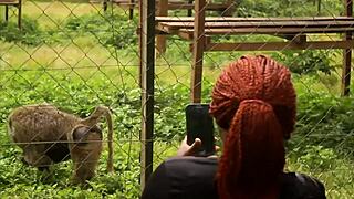 tourists banging publicly in black africa park, unreal scene! 🌍🔥