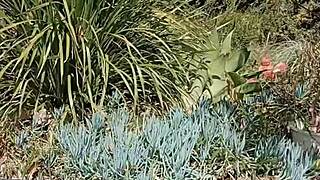 maturemons sharing my secret garden with you in the outdoors
