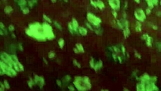 Indian Mature Neighbor Lifts Skirt, Shows Big Ass, Then Gets Fucked By Colombian Mexican Latina In Homemade Scene.