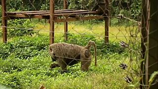 my desi wife does best anal sex in homemade quickie