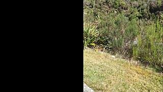 Trashy kiwi milf boldly pisses on roadside as traffic rushes by