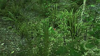 Complete Gameplay Experience In Shadows Part 3