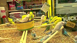 Big tits milf in fishnets heels fucked doggystyle with gaping asshole