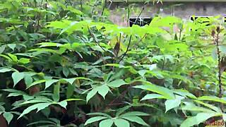 Shh, Neighbor's Fat Wife Takes BBC Doggystyle In The Bushes Hidden!